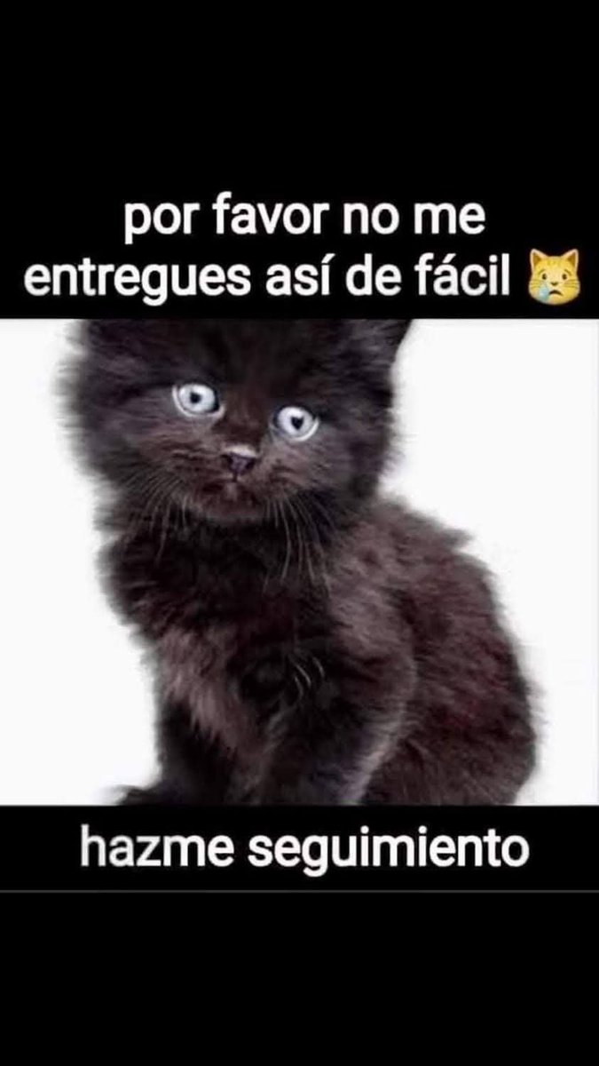 ManuSaenzVolvio's tweet photo. Por favor en esta época, no des en adopción a gatitos negros o blancos!
🙏🏻
Hay d3monios que nos usan para sus prácticas s4tánicas!
Entregarnos puede equivaler a condenarnos a una muerte segura y cruel!
Cuidamos, nosotros no podemos, somos hermosos, inocentes e indefensos! https://t.co/RV88g3ranX