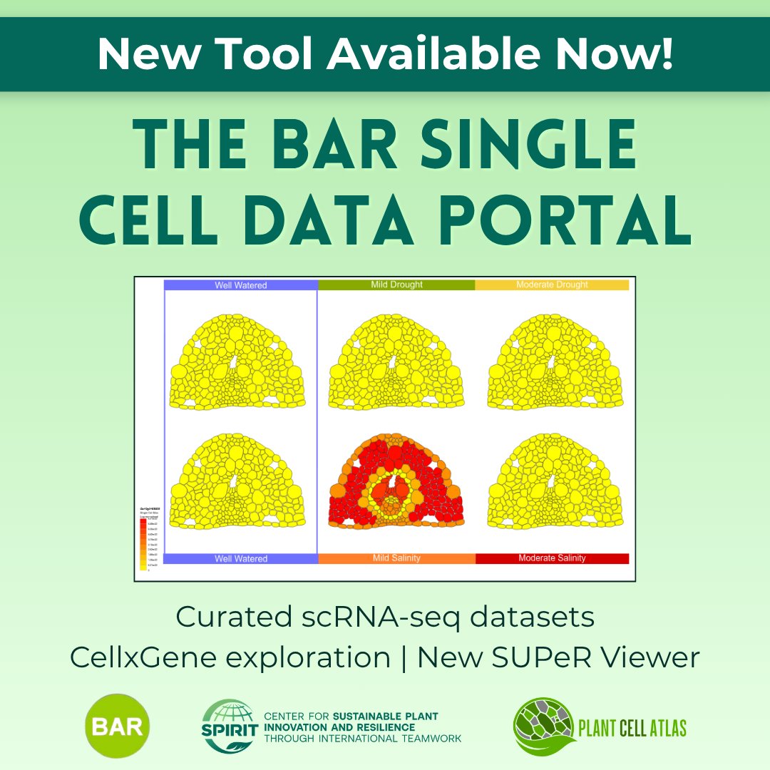 CellAtlas's tweet photo. Developed with input from C-SPIRIT &amp; PCA, The BAR Single Cell Data Portal is now in beta, feat. curated scRNA-seq datasets, interactive data exploration, &amp; the new SUPeR Viewer!

Explore the portal: https://t.co/P5kILUYVob https://t.co/84zUgUwD1H