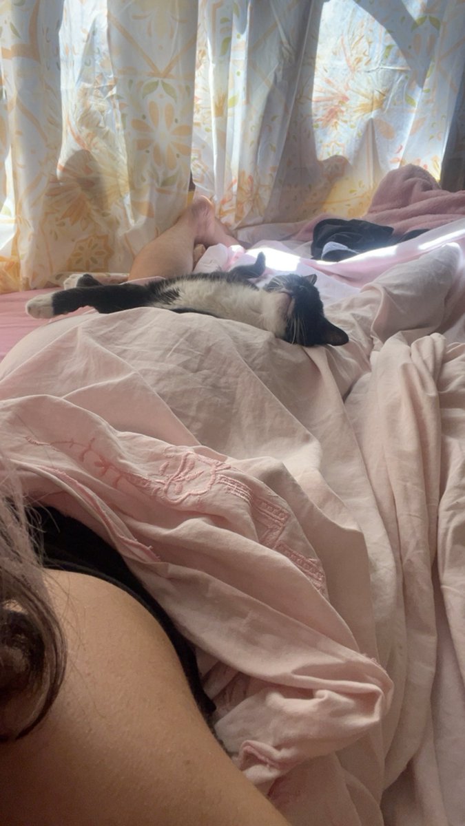 sunshinebomb's tweet photo. estoy hace como una hora esperando a que la gata se despierte para poder moverme 😭 como vas a dormir así encima mío 😭 https://t.co/F0I2rpy1w0
