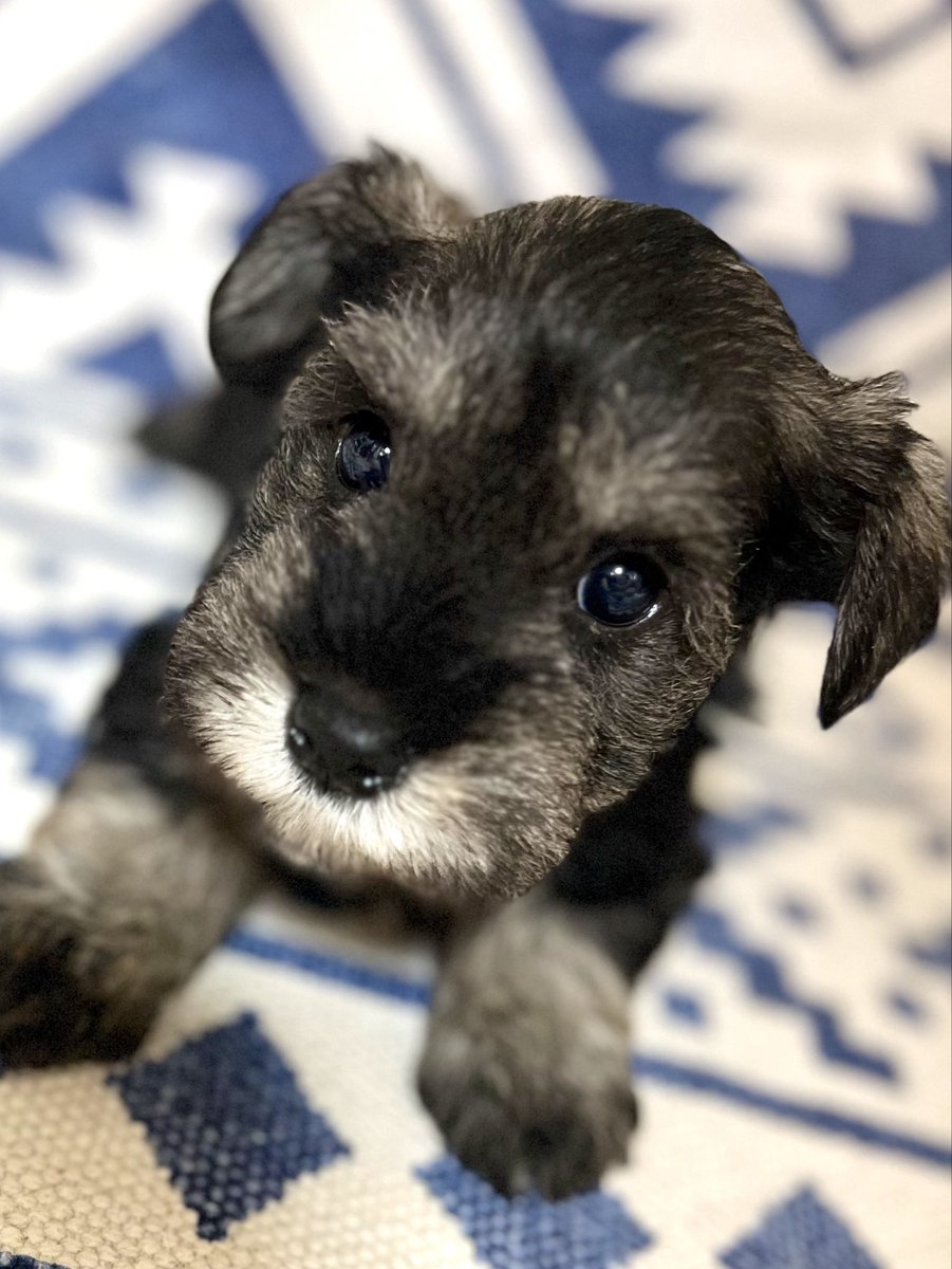 LandMBeard's tweet photo. ご家族様募集中です‼︎🐶
可愛いパピーちゃん😍
ブラック＆シルバー、ソルト＆ペッパー、女の子、男の子♡５頭います✨
ご連絡お待ちしております‼︎
ご相談だけでも大丈夫です☺️

#ﾐﾆﾁｭｱｼｭﾅｳｻﾞｰご家族募集中
#ﾐﾆﾁｭｱｼｭﾅｳｻﾞｰ専門ﾌﾞﾘｰﾀﾞｰ https://t.co/uj3Ft51Ywh