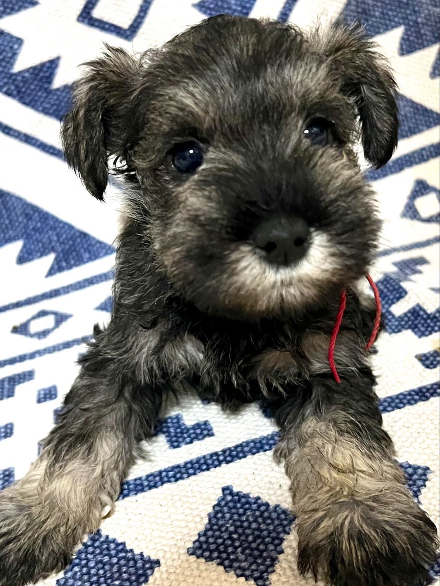 LandMBeard's tweet photo. ご家族様募集中です‼︎🐶
可愛いパピーちゃん😍
ブラック＆シルバー、ソルト＆ペッパー、女の子、男の子♡５頭います✨
ご連絡お待ちしております‼︎
ご相談だけでも大丈夫です☺️

#ﾐﾆﾁｭｱｼｭﾅｳｻﾞｰご家族募集中
#ﾐﾆﾁｭｱｼｭﾅｳｻﾞｰ専門ﾌﾞﾘｰﾀﾞｰ https://t.co/uj3Ft51Ywh