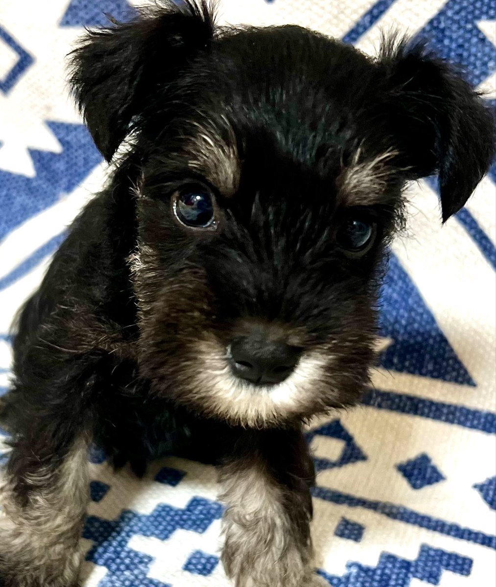 LandMBeard's tweet photo. ご家族様募集中です‼︎🐶
可愛いパピーちゃん😍
ブラック＆シルバー、ソルト＆ペッパー、女の子、男の子♡５頭います✨
ご連絡お待ちしております‼︎
ご相談だけでも大丈夫です☺️

#ﾐﾆﾁｭｱｼｭﾅｳｻﾞｰご家族募集中
#ﾐﾆﾁｭｱｼｭﾅｳｻﾞｰ専門ﾌﾞﾘｰﾀﾞｰ https://t.co/uj3Ft51Ywh