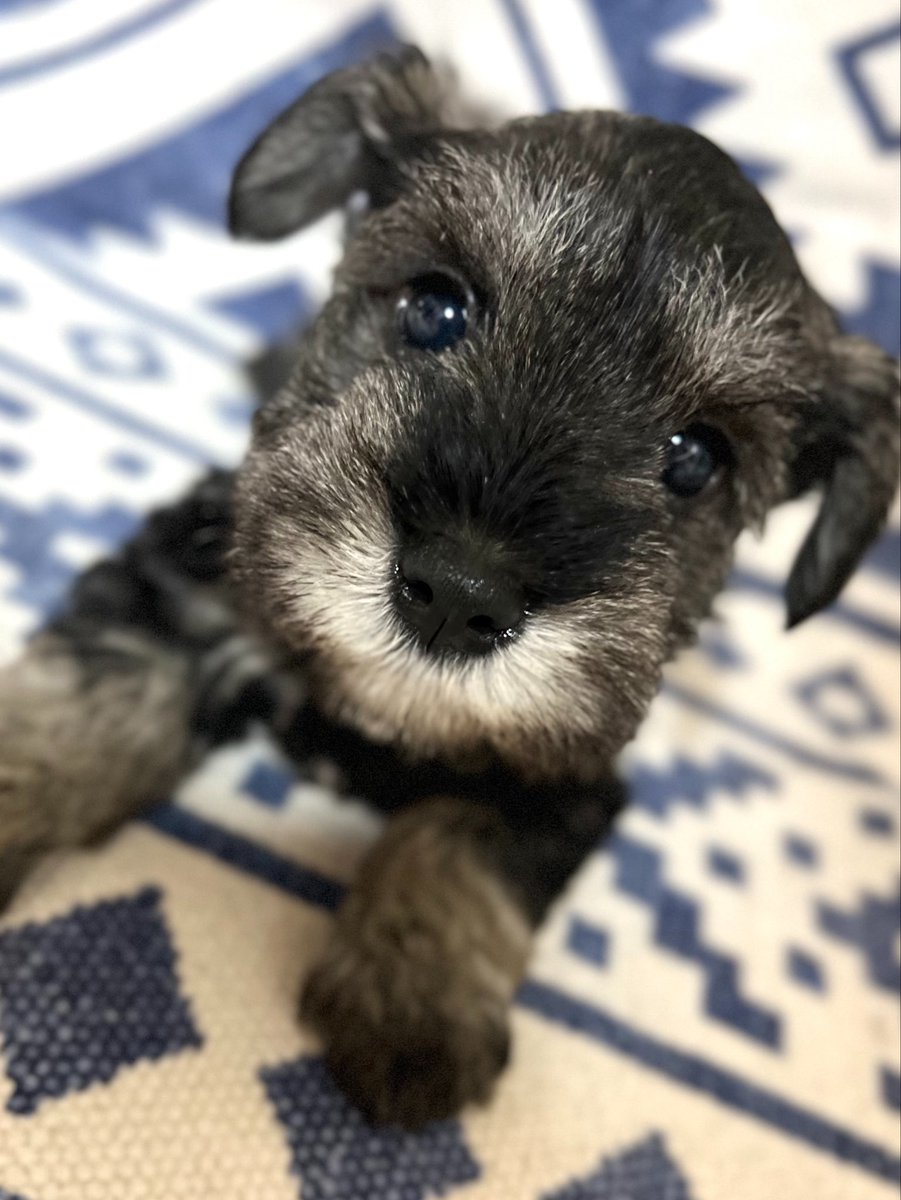 LandMBeard's tweet photo. ご家族様募集中です‼︎🐶
可愛いパピーちゃん😍
ブラック＆シルバー、ソルト＆ペッパー、女の子、男の子♡５頭います✨
ご連絡お待ちしております‼︎
ご相談だけでも大丈夫です☺️

#ﾐﾆﾁｭｱｼｭﾅｳｻﾞｰご家族募集中
#ﾐﾆﾁｭｱｼｭﾅｳｻﾞｰ専門ﾌﾞﾘｰﾀﾞｰ https://t.co/uj3Ft51Ywh