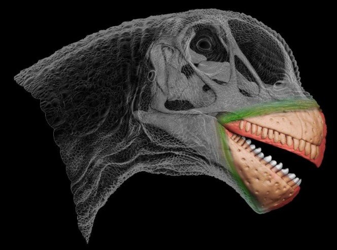 TwitiGalli's tweet photo. O bico do Camarasaurus: inferindo os tecidos moles periorais de arcossauros fósseis usando o sistema neurovascular rostral https://t.co/PopdDObWdE

🎨: Fabio Manucci https://t.co/8KJ78WSere