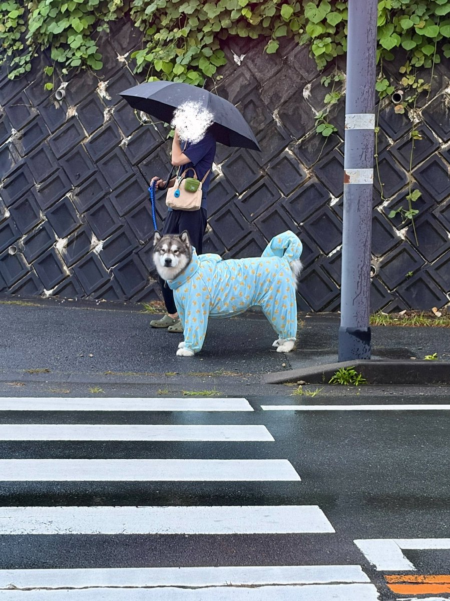 ara_aru6's tweet photo. 信号待ちで飼い主を見つけてニッコリになった瞬間 https://t.co/wcgJPQo1hz