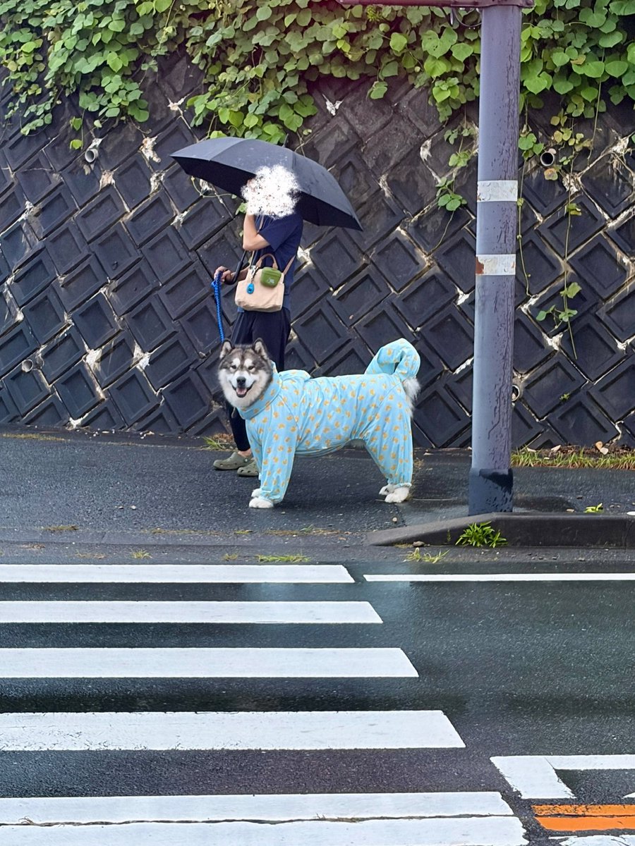 ara_aru6's tweet photo. 信号待ちで飼い主を見つけてニッコリになった瞬間 https://t.co/wcgJPQo1hz