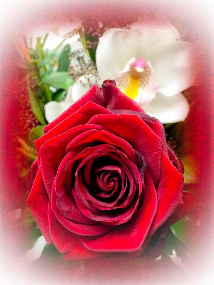 TiinaNaula's tweet photo. Ruusu ystävän muistolle 🌹 Hän olisi täyttänyt tänään tasavuosia ❤️ https://t.co/K7X3xaHtDW