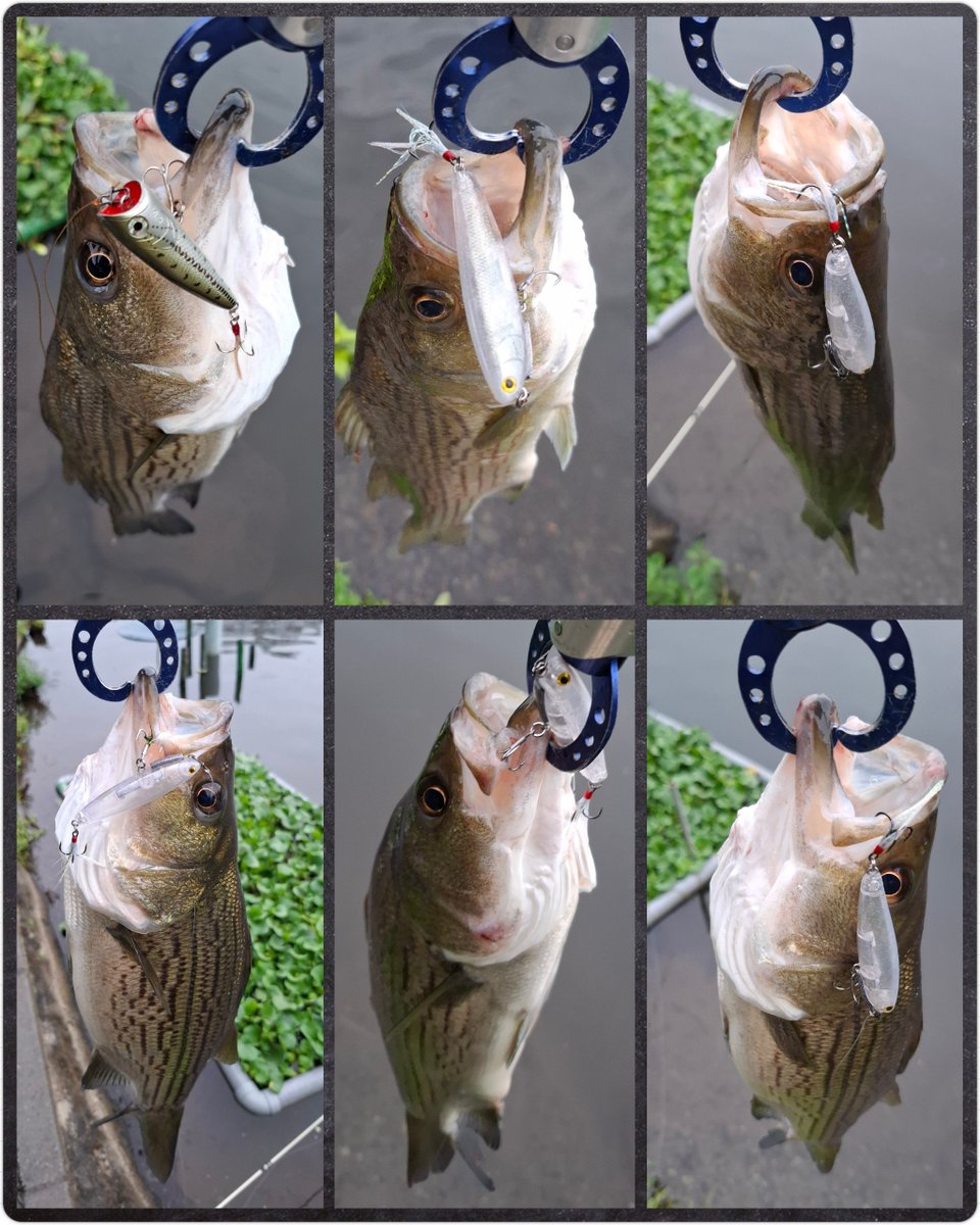 nutszora's tweet photo. 今日は午後券。食いが浅いのかバラしの連続で15時まではFBで縞々1と大苦戦💦おやつタイムは豆は封印しK-0ポッパーで縞々2💥
16時半過ぎウグイ投入から余韻含めラストまでに縞々5連発💥、バス2💥
終了放送後に上がり縞々✨
最高の午後でした😎
#FB65
#サムルアーズ
#HMKL
#アングラーズビレッジ
#MAV https://t.co/ZixMdrHajc