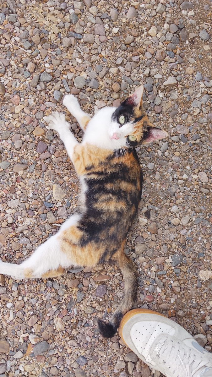 SilviaMylo's tweet photo. Tiene solo 5 mesecitos y está buscando una familia, es muy buena y mansita, por favor ayuda muy urgente 🙏🏻
Sevilla (puede viajar)
+34 629 48 63 60 https://t.co/O5bbzBqOxO