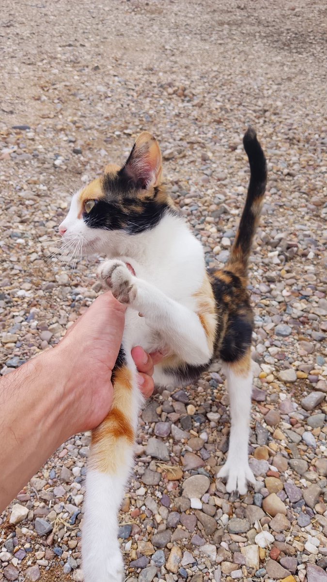 SilviaMylo's tweet photo. Tiene solo 5 mesecitos y está buscando una familia, es muy buena y mansita, por favor ayuda muy urgente 🙏🏻
Sevilla (puede viajar)
+34 629 48 63 60 https://t.co/O5bbzBqOxO