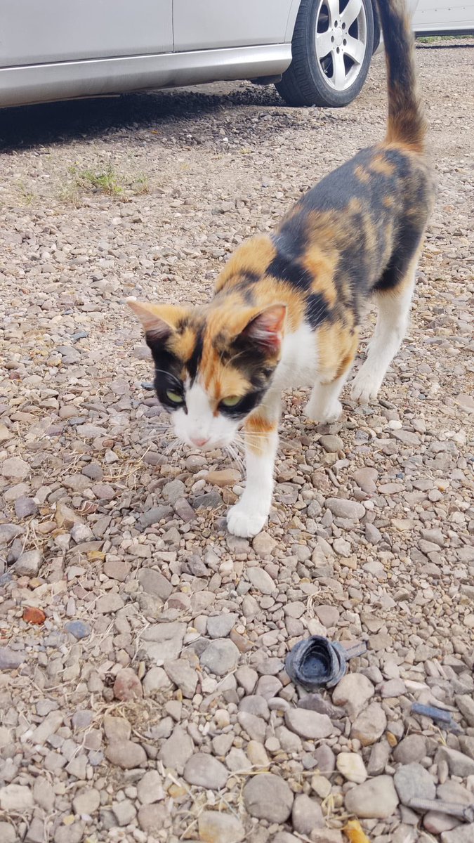 SilviaMylo's tweet photo. Tiene solo 5 mesecitos y está buscando una familia, es muy buena y mansita, por favor ayuda muy urgente 🙏🏻
Sevilla (puede viajar)
+34 629 48 63 60 https://t.co/O5bbzBqOxO