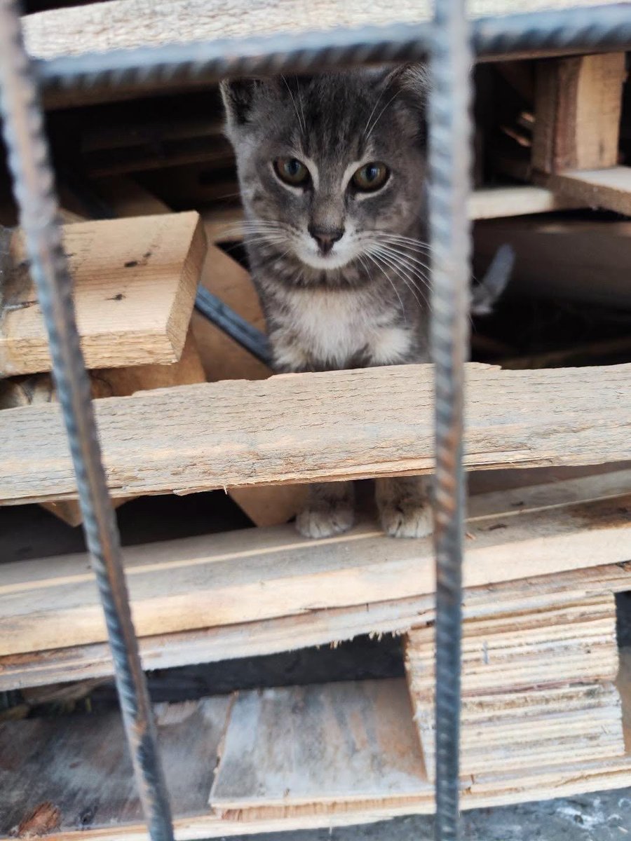 zllktlr's tweet photo. "2.5-3 aylık gri yavru oğlana yuva arıyoruz. Çevredeki büyük kedilerden dayak yiyor. Yemeğini korkarak yiyor. İşlek bir caddede yaşama şansı çok düşük. Lütfen yuvanızı bu gri tatlı oğlana açar mısınız? GAZİOSMANPAŞA İSTANBUL İLETİŞİM 0544 494 49 73 https://t.co/aTYFU2zQfe https://t.co/SiHrM2Dv9a