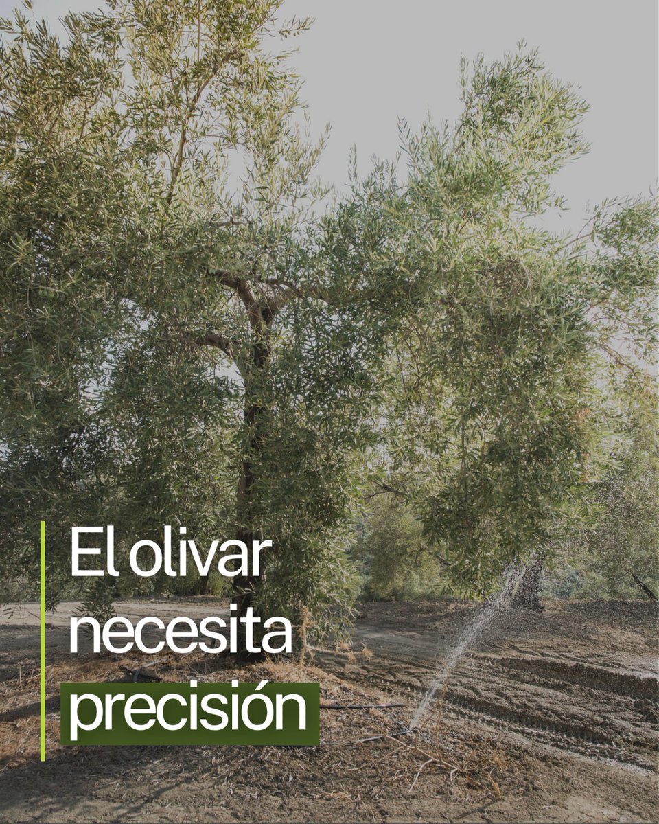citoliva's tweet photo. En el #olivar, no se trata de aportar más, sino de aportar mejor.

Optimizar el agua y los nutrientes exige conocer las necesidades del #cultivo, ajustar el riego y planificar la nutrición con criterio técnico.

🌿 Más precisión para un olivar más eficiente y sostenible. https://t.co/uNAbR2bvuF