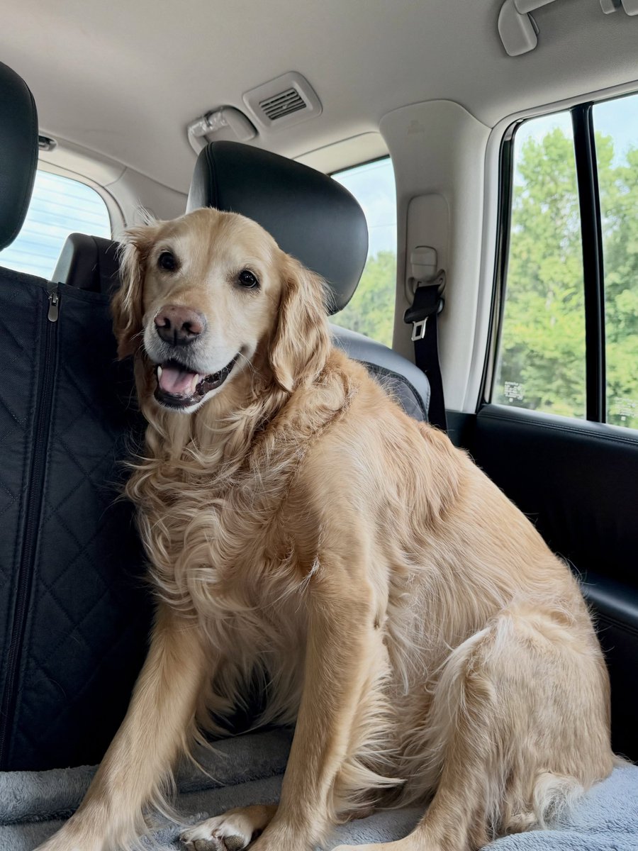 addisonrobgn57's tweet photo. Woohoo, it’s vacation time! Sandy paws, here I come! https://t.co/WqTIAgSBgU