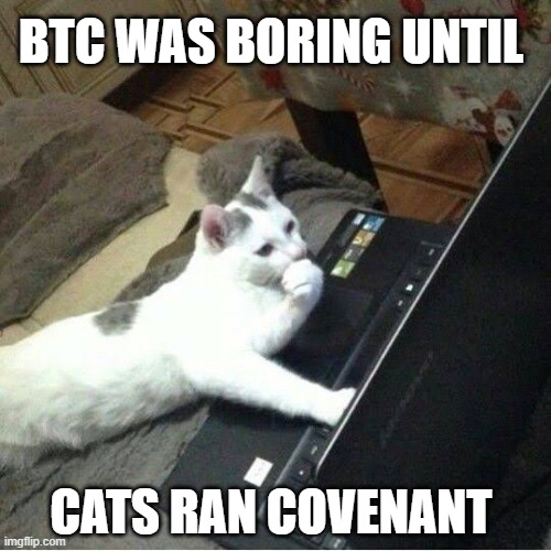 CRC20_'s tweet photo. gm. meow
first memecoin on CRC-20. https://t.co/LTxt8YRerx