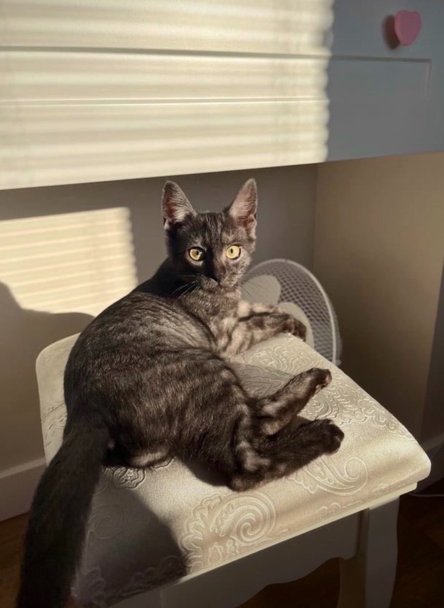 chocolatsense's tweet photo. More of my lil Ozzy ☀️ https://t.co/yuLBXwWEAt