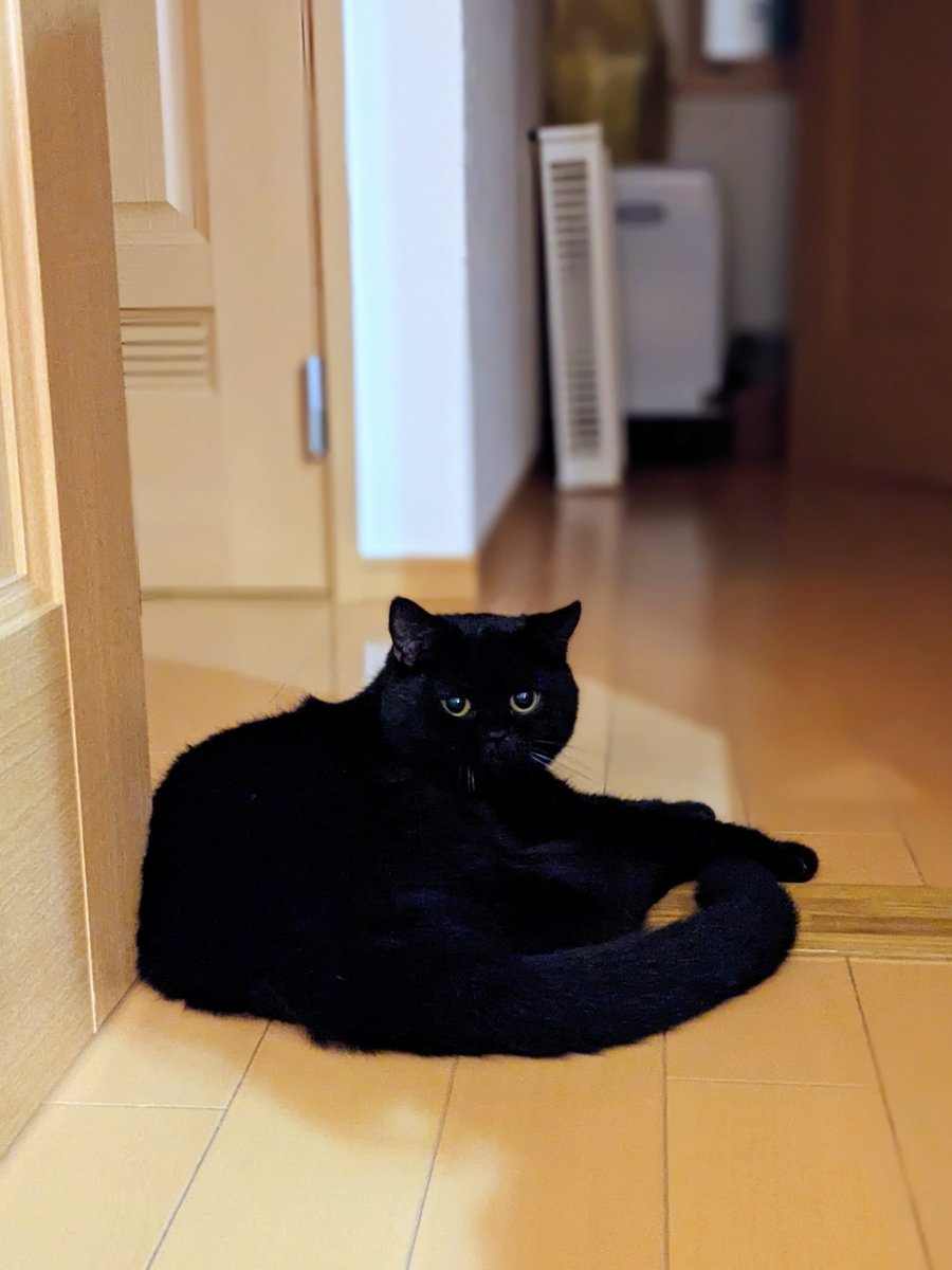 coco_bks09's tweet photo. こちらを見つめる黒い物体

#猫のいる幸せ
#猫のいる暮らし
#猫好きさんと繋がりたい
#黒猫 https://t.co/BFq41DvgTY