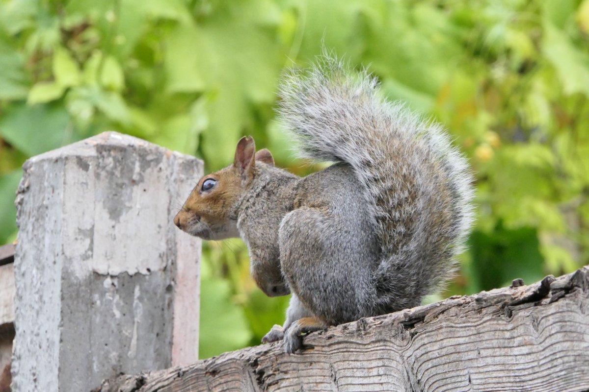 Nesquik1962's tweet photo. Winky, get your eyes of my suet blocks they're not for #squirrels. He doesn't care just stared me in the eye. Look at his #flouff and paws. #squirrelscrolling https://t.co/DKP2I4vIJl