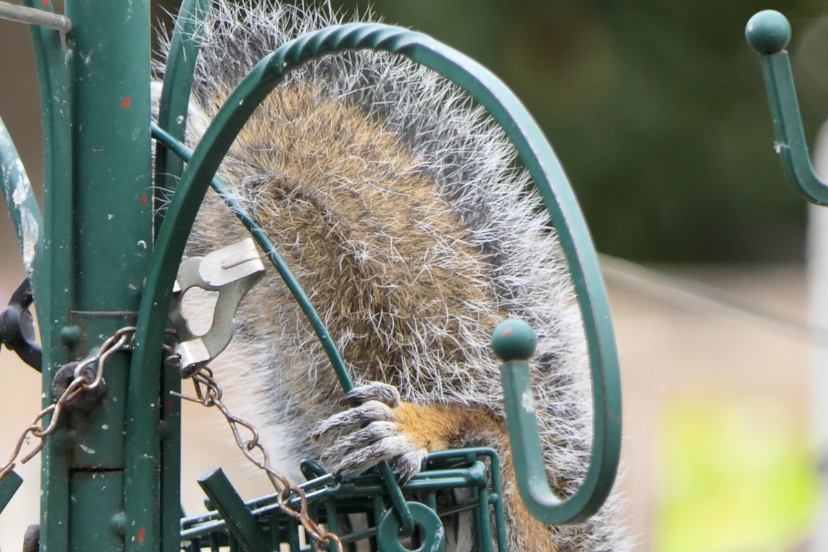 Nesquik1962's tweet photo. Winky, get your eyes of my suet blocks they're not for #squirrels. He doesn't care just stared me in the eye. Look at his #flouff and paws. #squirrelscrolling https://t.co/DKP2I4vIJl