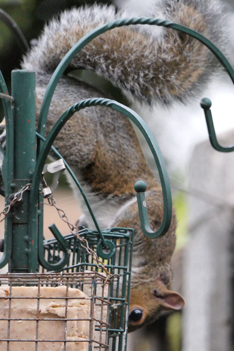 Nesquik1962's tweet photo. Winky, get your eyes of my suet blocks they're not for #squirrels. He doesn't care just stared me in the eye. Look at his #flouff and paws. #squirrelscrolling https://t.co/DKP2I4vIJl