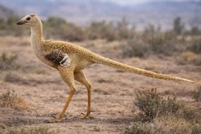 stonniusx's tweet photo. @AllosaurusJW Troodontidae. The closest cat looking one! https://t.co/gXDCYp06EV