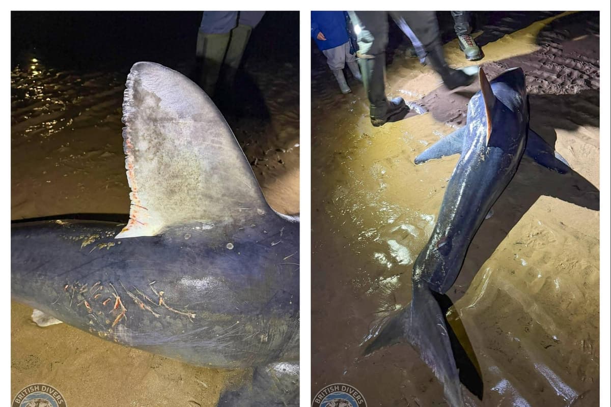 newspostleader's tweet photo. Shark found dead on Northumberland coast after six pilot whales die https://t.co/LWJARI8ePG https://t.co/54Jo344NUG