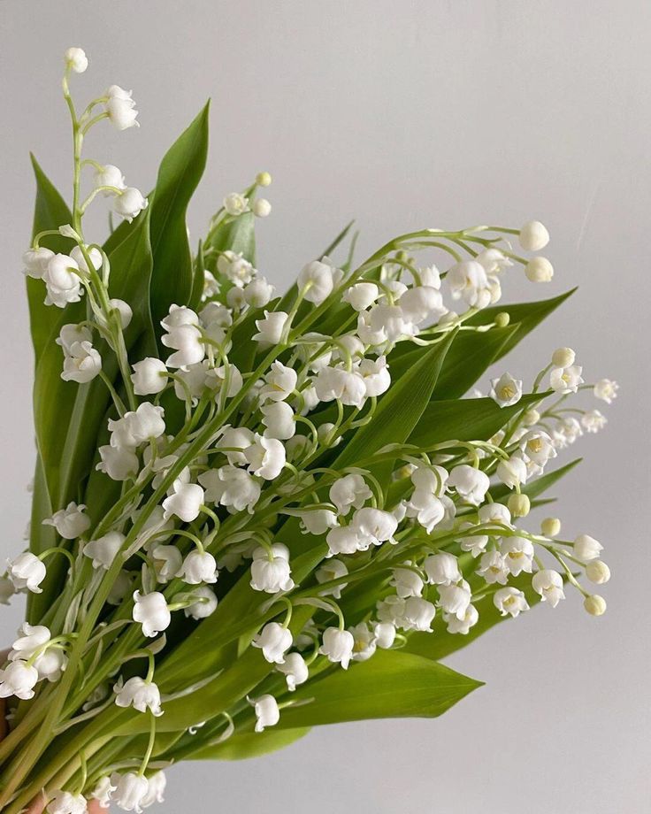 greenvibe's tweet photo. lily of the valley