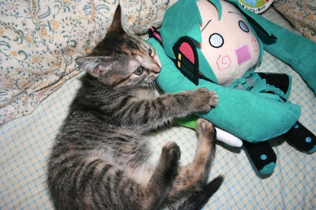 HatsuneMiku's tweet photo. AAAAAAAAAAᴬᴬᴬᴬᴬᴬᴬᴬᴬᴬ- https://t.co/oj2JMqm7Lz