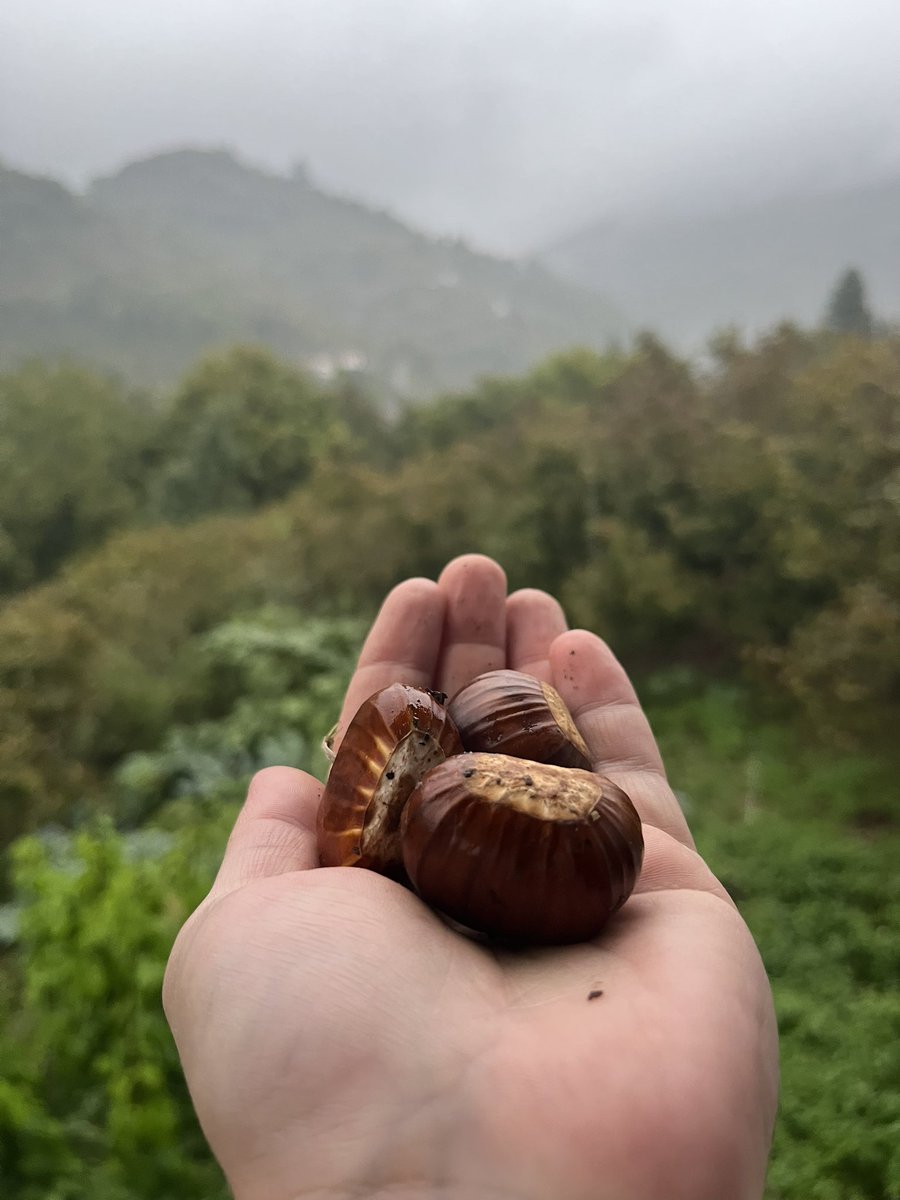 HayriyeImak's tweet photo. Dalından, doğrudan avuçlarıma 🤎🌰 https://t.co/8aJeCxFHw6