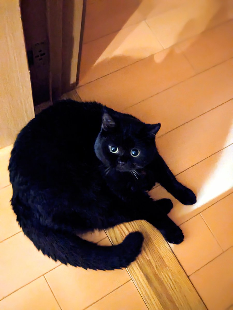 coco_bks09's tweet photo. きみはいつでも絵になるね

#猫のいる幸せ
#猫のいる暮らし
#猫好きさんと繋がりたい
#黒猫 https://t.co/pWzfSaruQP