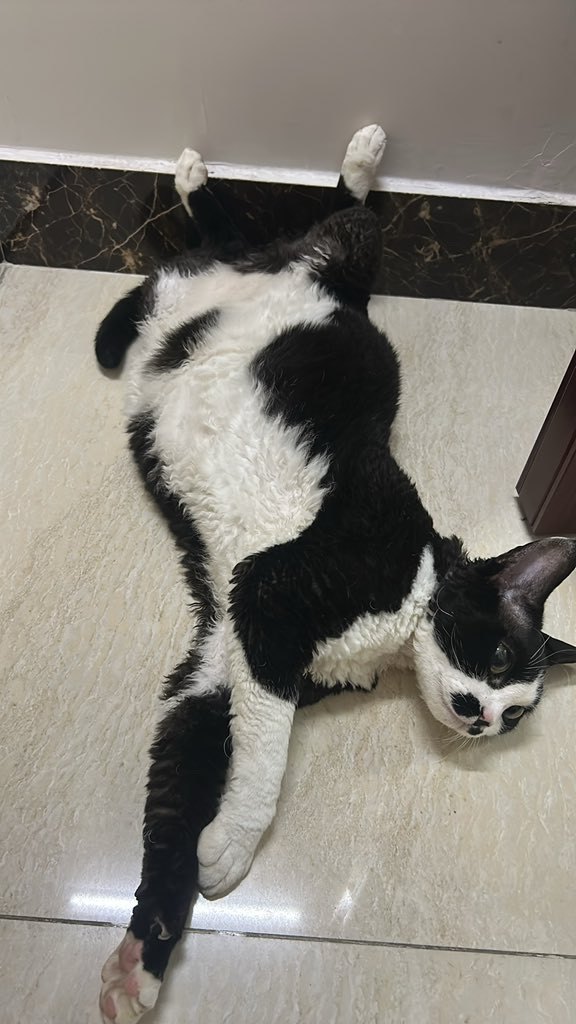 USstock88's tweet photo. This cat is just too cute! https://t.co/BeNhl74Rif