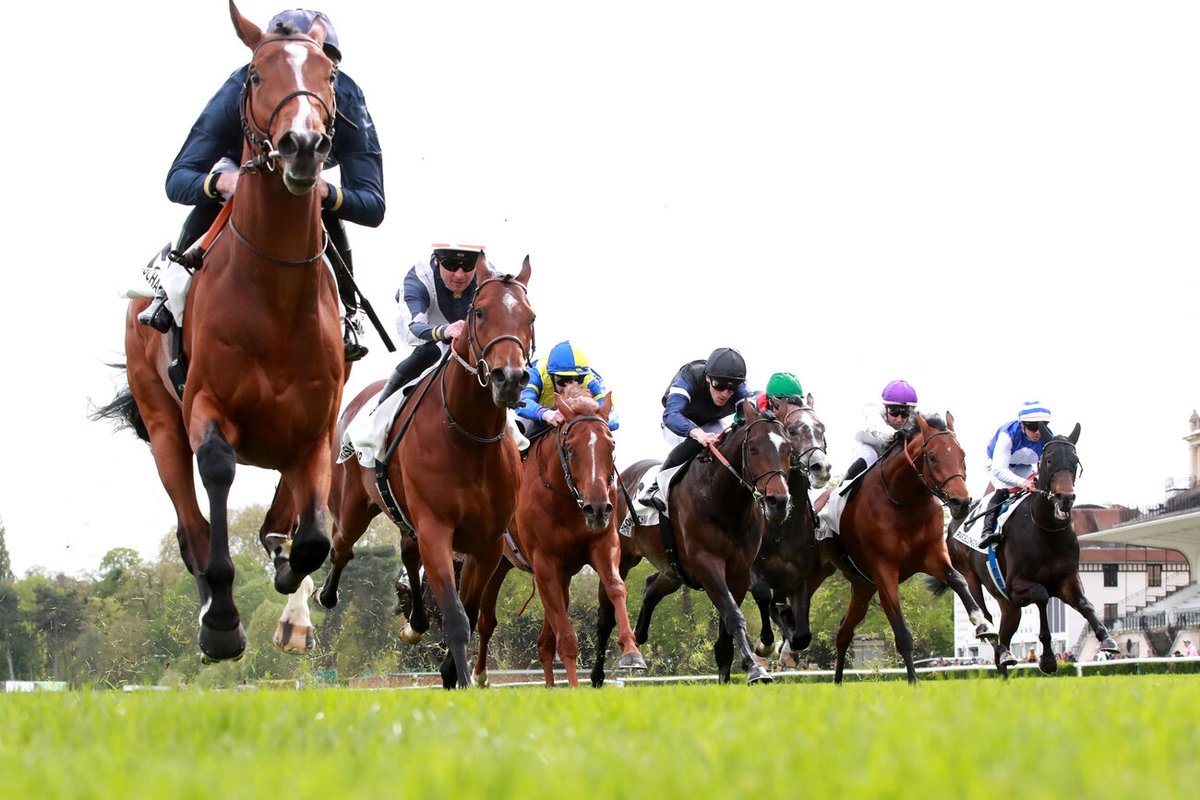 black_type_mag's tweet photo. 🚨Confirmado: Pearled Majesty (Persian King) correrá el Arco del Triunfo (Grupo 1). @EcurieDelcher: "No somos los favoritos, pero creo que será competitivo y correrá muy bien. La previsión de lluvia es lo que nos ha ayudado a decidirnos. Hay que jugar todas las cartas" https://t.co/SOO5rkYiKq