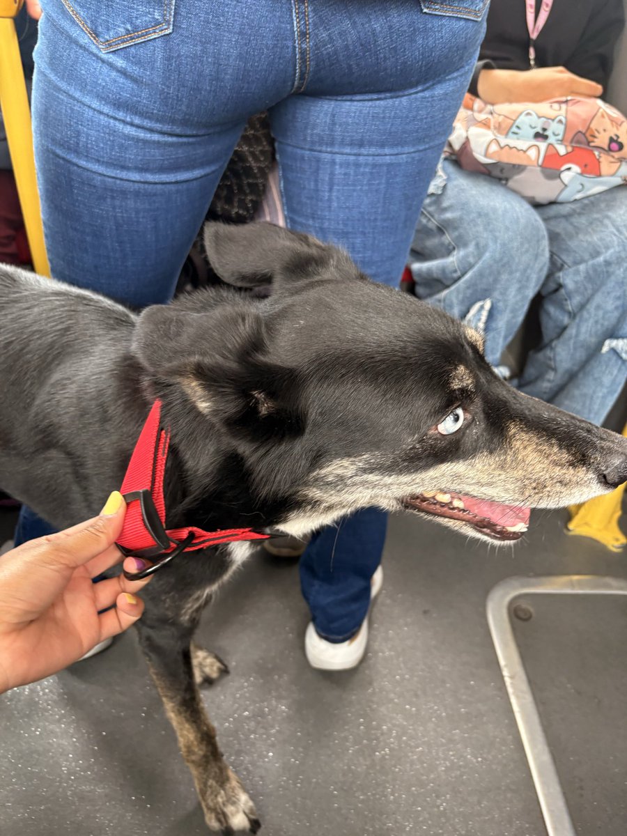 tearslow's tweet photo. Este perrito se subió a la ruta B28 en la estación de Banderas, está perdido ayúdenme con un rt para encontrar al dueño porfa @TransMilenio https://t.co/K8JqIcYrbe