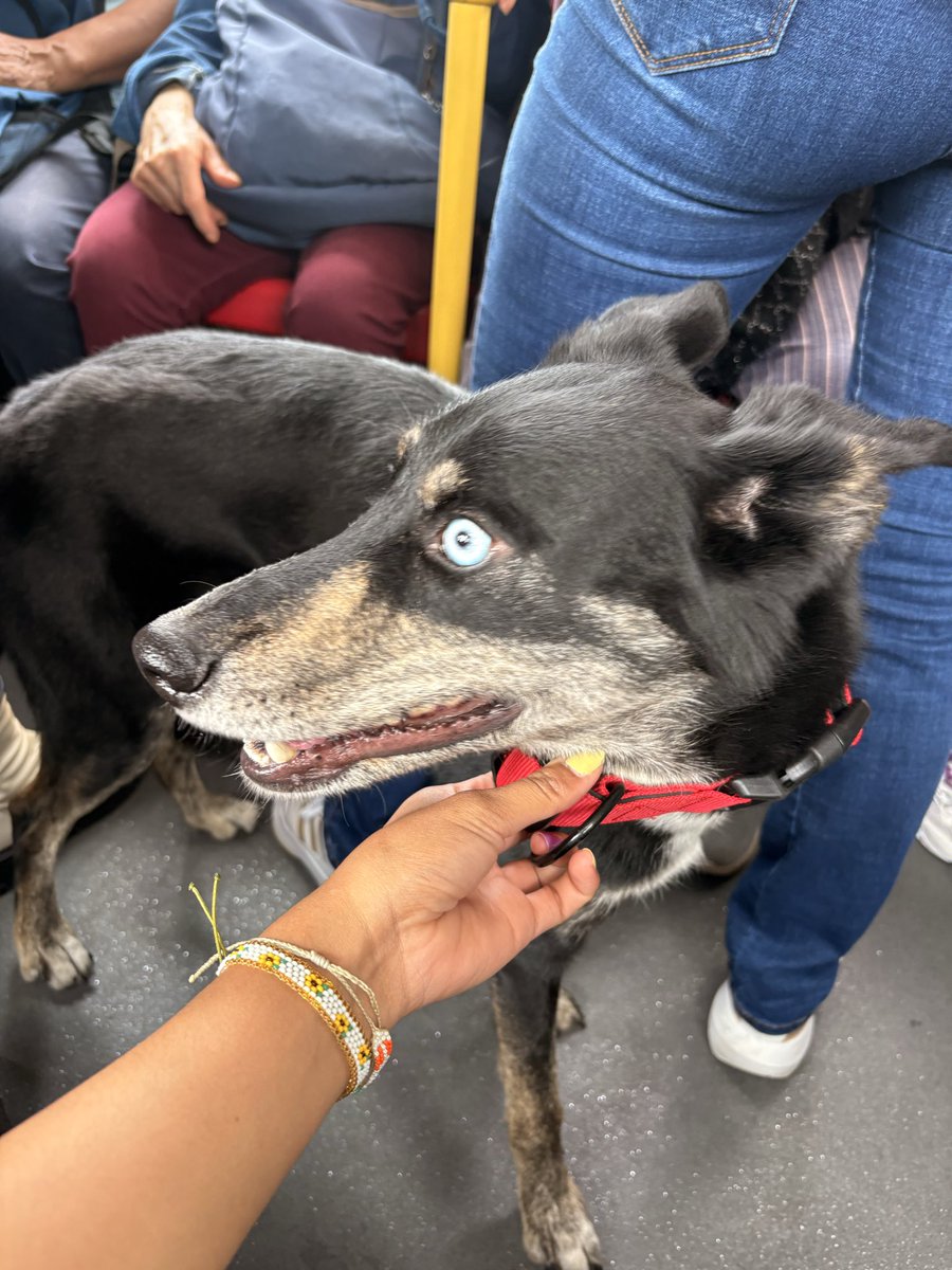 tearslow's tweet photo. Este perrito se subió a la ruta B28 en la estación de Banderas, está perdido ayúdenme con un rt para encontrar al dueño porfa @TransMilenio https://t.co/K8JqIcYrbe