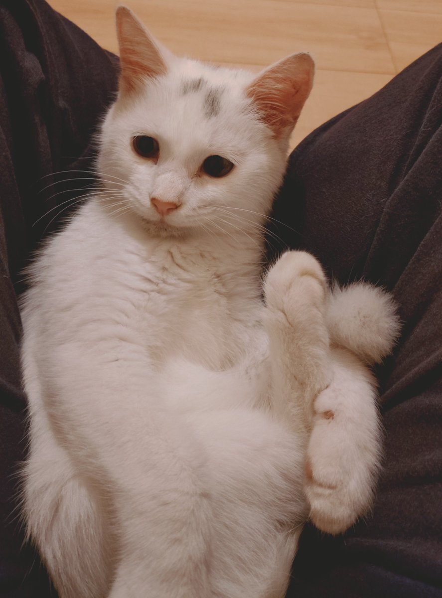 1n_Dying_Days's tweet photo. おやすみなさい🐱🌙 https://t.co/dRcvBNQH6p