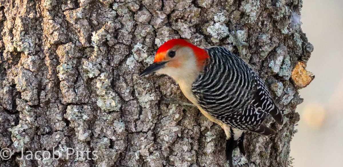 jacobpitts628's tweet photo. Another shot of this beautiful Red Bellied Woodpecker https://t.co/lI8DqrzSwD