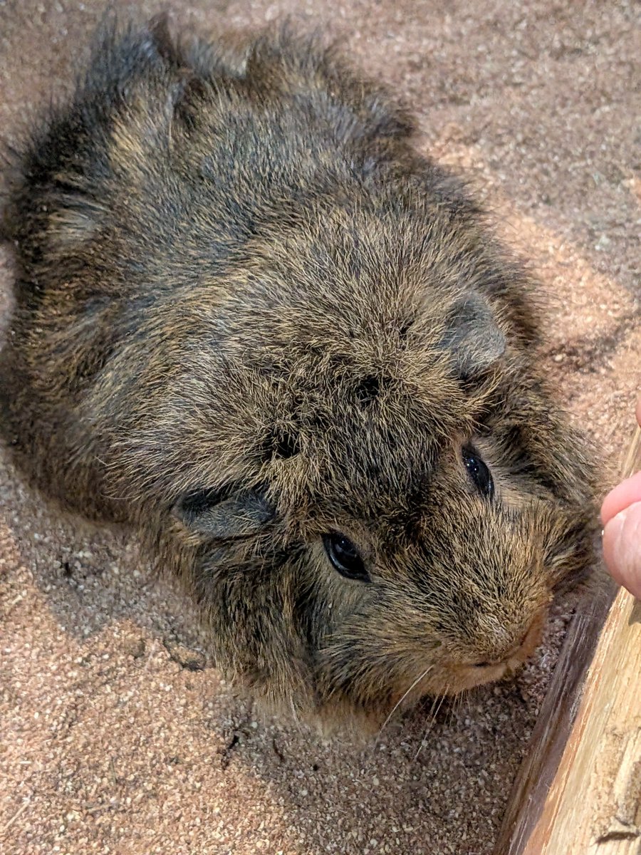 ainaUC's tweet photo. 長崎バイオパークのPAWにて(9/26)。
モルモットのおこげちゃん。
もっさりフワフワです(ちょーっとだけ触れた)。

推しモルのえんぴつちゃんが8月に虹の橋を渡ってしまいまして。今回は、「映像を残そう！」と、妹と撮りまくり。

かわいい子たちだらけなので、また載せます😊 https://t.co/j6vNJnQTdc