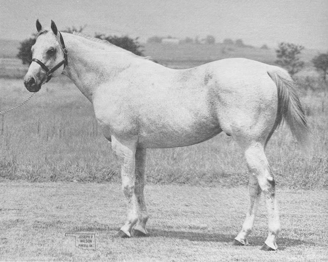 HORSERACING1002's tweet photo. THERMOS🇺🇸1965
(KENTUCKY PRIDE ▪︎ ARCTIC ROYAL BY ROYAL HAMLET)
#Thermos
B/ Duntreath Farm (Ky) April 2, 1965
4-2-1-0---$3,525
Stood in USA 🇺🇸, Double Purpose Stallion TB & QH, Sired Miss Thermolark, Day Shawn, Ole Toot, Small Gun, Therlock, Thermoduc, Thermolee, Totejo, https://t.co/MzC9vMn0Va