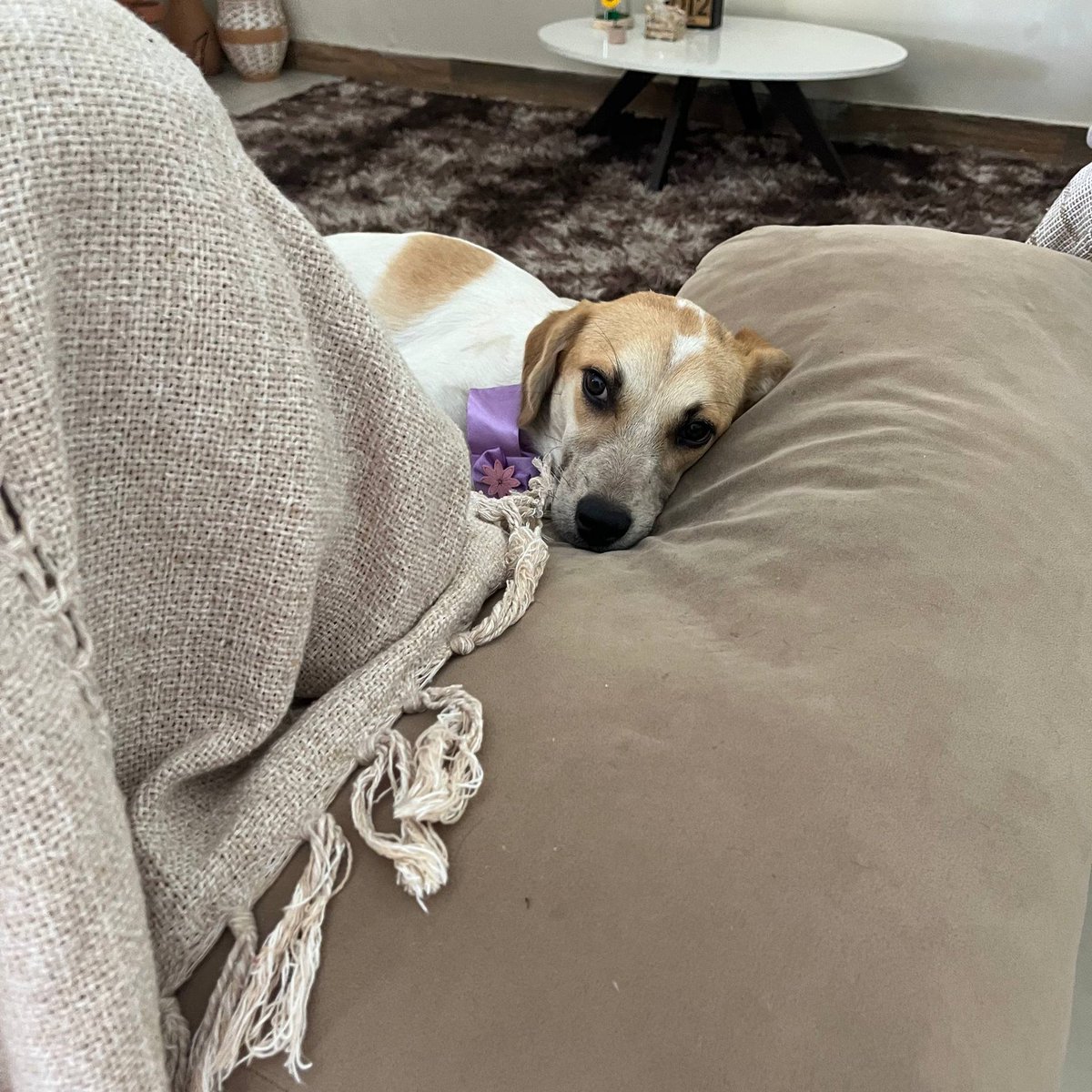 pecmoahabblet's tweet photo. Resgatei Suzy das ruas e estou vendendo raros para ajudar a custear o tratamento dela, que envolve vacinas, exames etc. Já fiz algo semelhante antes e prestei contas (https://t.co/R6RxhQ7Zkd). É tudo verídico e feito de coração, ajude Suzinha! ♥ https://t.co/4PqLsaBNwl