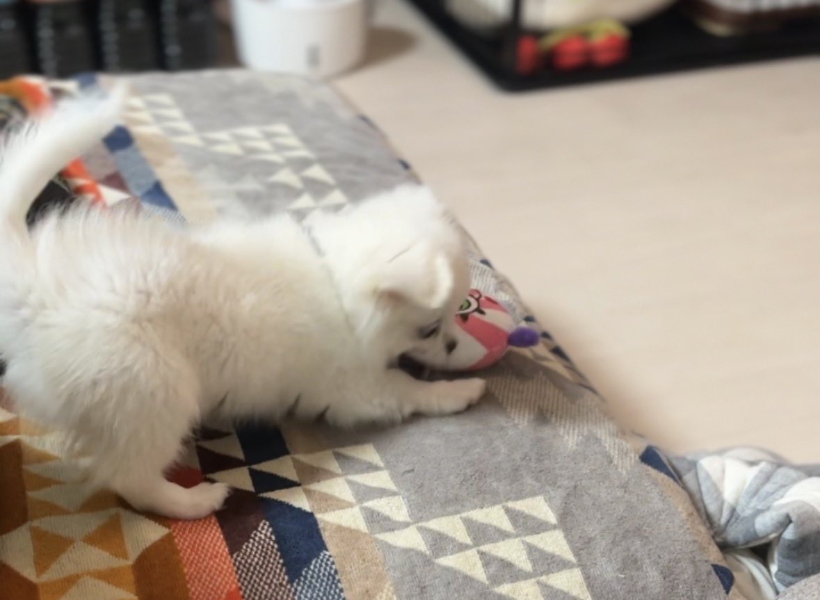 iskw_pets's tweet photo. 子犬を飼っている皆さん、教えてください🙏

ペットスロープはどこで買いましたか？またいくらぐらいでしたか？

オススメやアドバイスが知りたいです🌿 https://t.co/8fgWpgzvCH