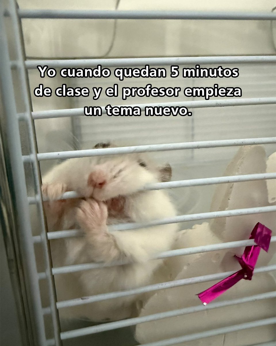 GALA_FP_'s tweet photo. 🤡Yo cuando quedan 5 minutos de clase y el profesor empieza un tema nuevo... 
#MemeHamster #Hamster #Risa #humorestudiantes https://t.co/5dOAmx7j7c