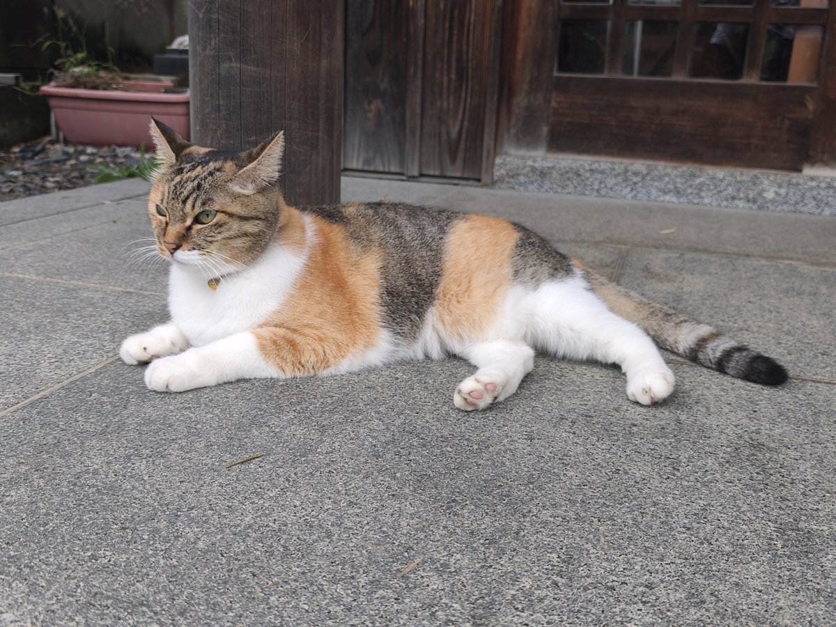 8rbgZi's tweet photo. 今月の前玉神社さん♪

さくらがいたけど相変わらず触らせてくれない笑
最初から諦めて、ギリギリの距離からパシャリ笑笑

#猫の御朱印 #前玉神社 https://t.co/6FrgLk83hA