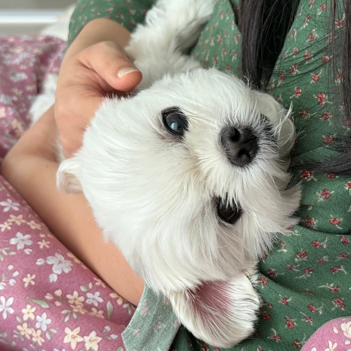 averythompsonm0's tweet photo. Molly’s adorable April compilation

Pretty yesterday, pretty today, and pretty tomorrow, too, Molly. https://t.co/fnwmnQsVKt