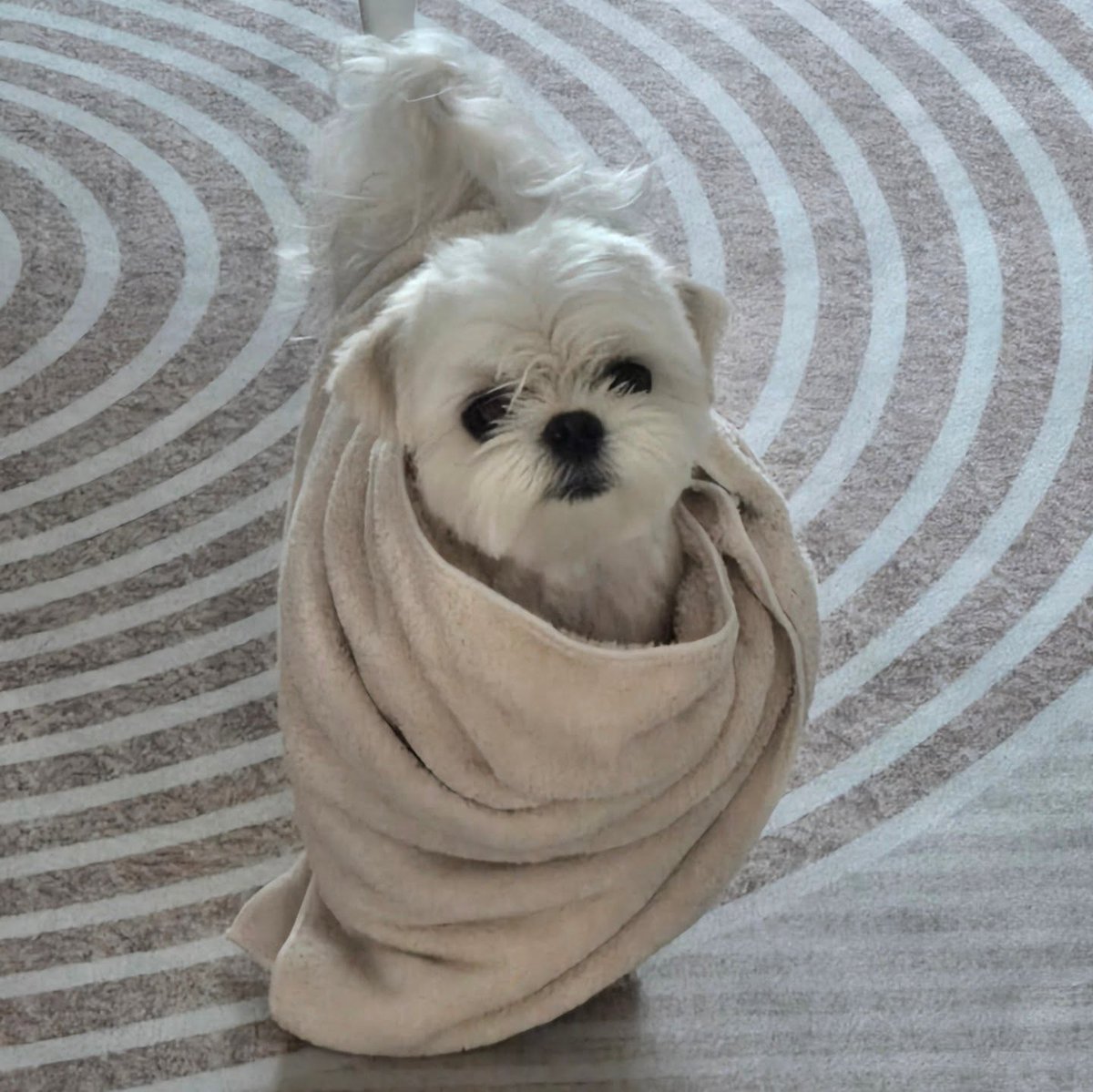 averythompsonm0's tweet photo. Molly’s adorable April compilation

Pretty yesterday, pretty today, and pretty tomorrow, too, Molly. https://t.co/fnwmnQsVKt
