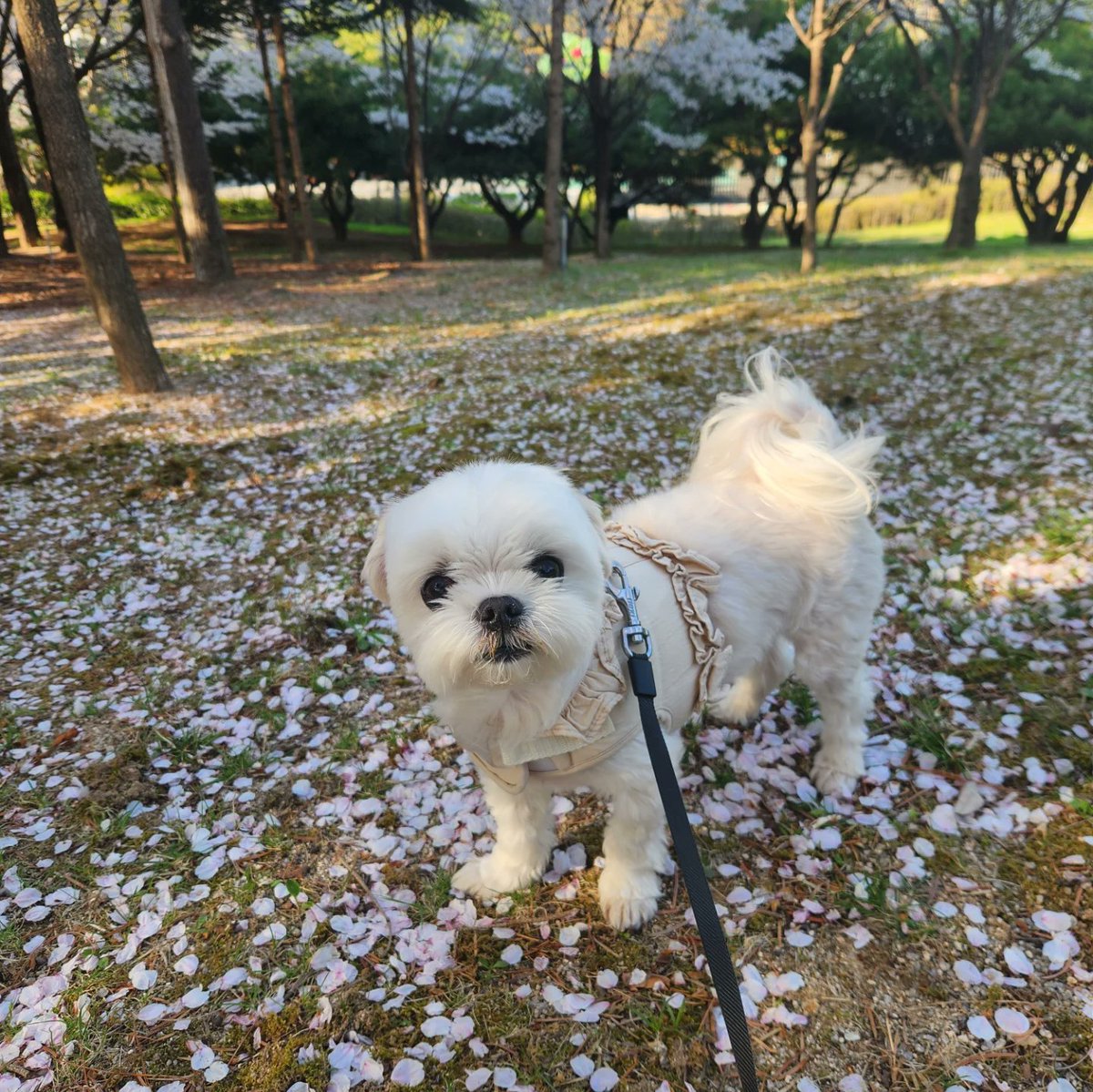 averythompsonm0's tweet photo. Molly’s adorable April compilation

Pretty yesterday, pretty today, and pretty tomorrow, too, Molly. https://t.co/fnwmnQsVKt