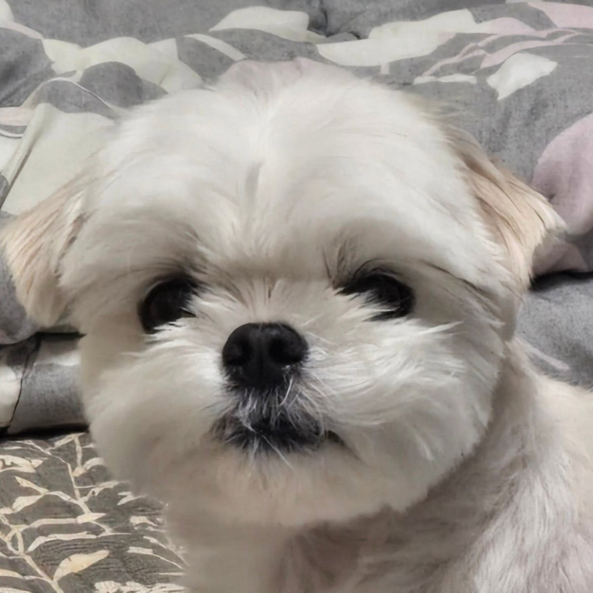 averythompsonm0's tweet photo. Molly’s adorable April compilation

Pretty yesterday, pretty today, and pretty tomorrow, too, Molly. https://t.co/fnwmnQsVKt