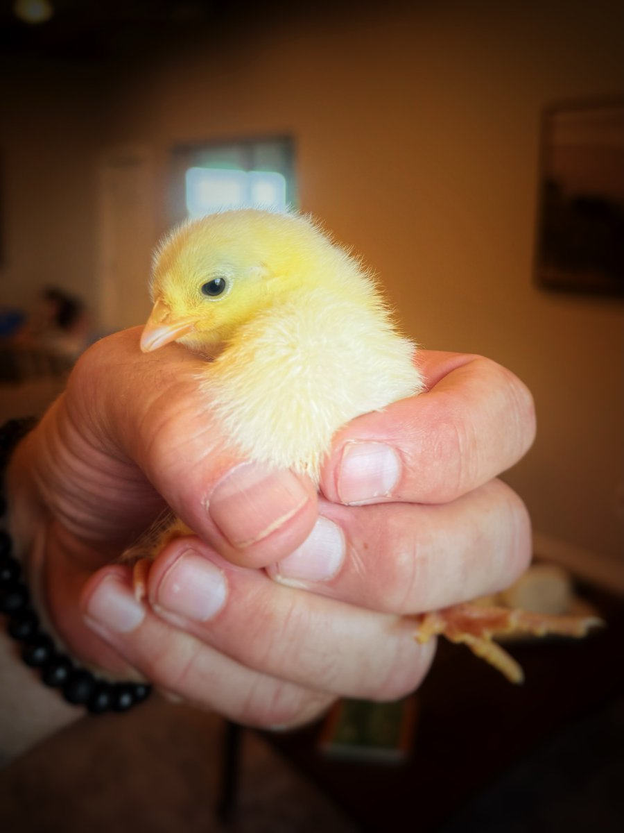 penelopemoore80's tweet photo. A bird in the hand is worth two in a bush” means what you have today may be more valuable than an uncertain greater reward. Taking risks can be worthwhile, but there’s also wisdom in gratitude and contentment. Hope’s riding barn got new https://t.co/c1mDFTvohP