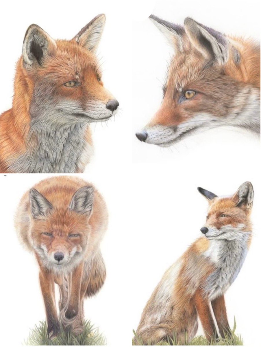 studio22artz's tweet photo. My fox drawings. Available as fine art prints on my website. #art #drawing #fox #colouredpencilart https://t.co/ADCPASmClK https://t.co/ZShYe5JVIG
