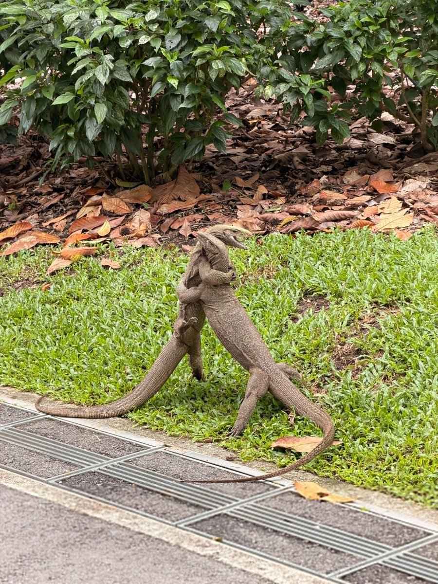 Donna_LSQ's tweet photo. On the way to the botanical garden, we encountered monitor lizards fighting https://t.co/RmUBvk5sjH