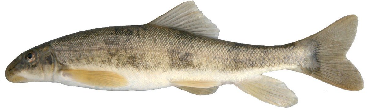 FishOceansCAN's tweet photo. The final Recovery Strategy for the Mountain Sucker (Milk River populations) is now available on the Species at Risk Public Registry. 

Learn more: https://t.co/3Lv7aqiT9X https://t.co/PeIiWrm9qm